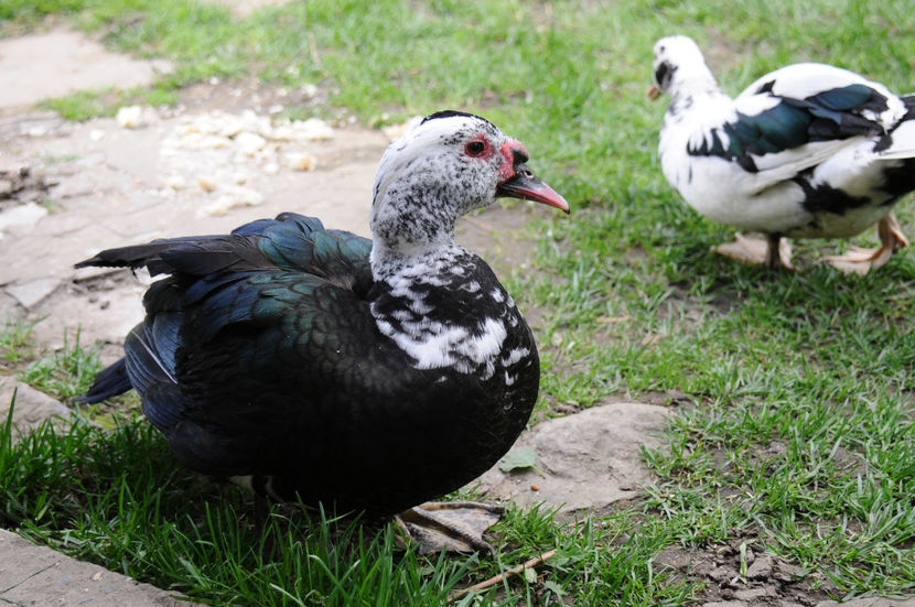  - 02 Rate lesesti cu varsta 1si 2 ani