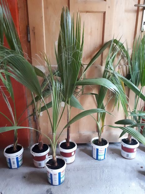 Washingtonia - Washingtonia robusta