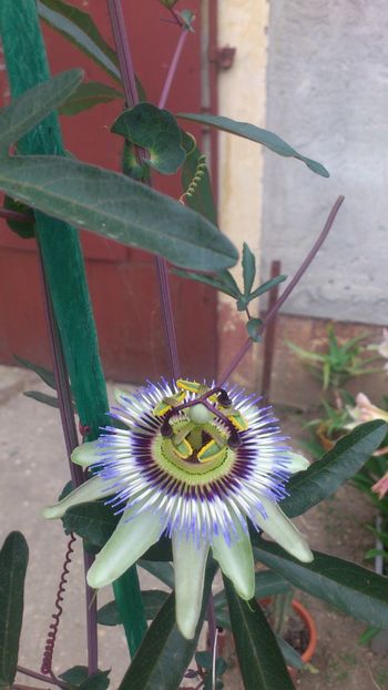 Passiflora - Floarea Pasiuni