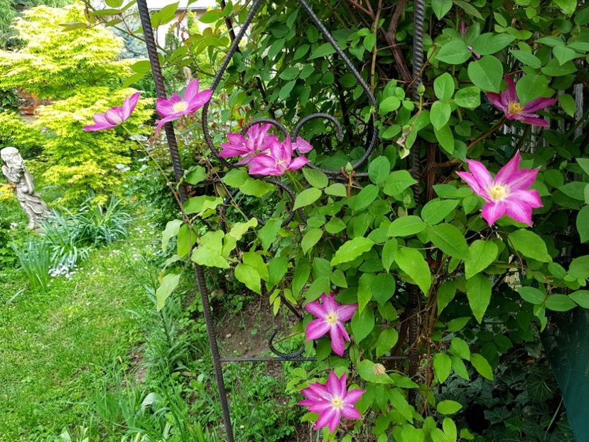  - 2018 Mai Gradina Rozelor