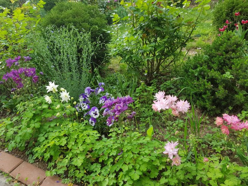  - 2018 Mai Gradina Rozelor