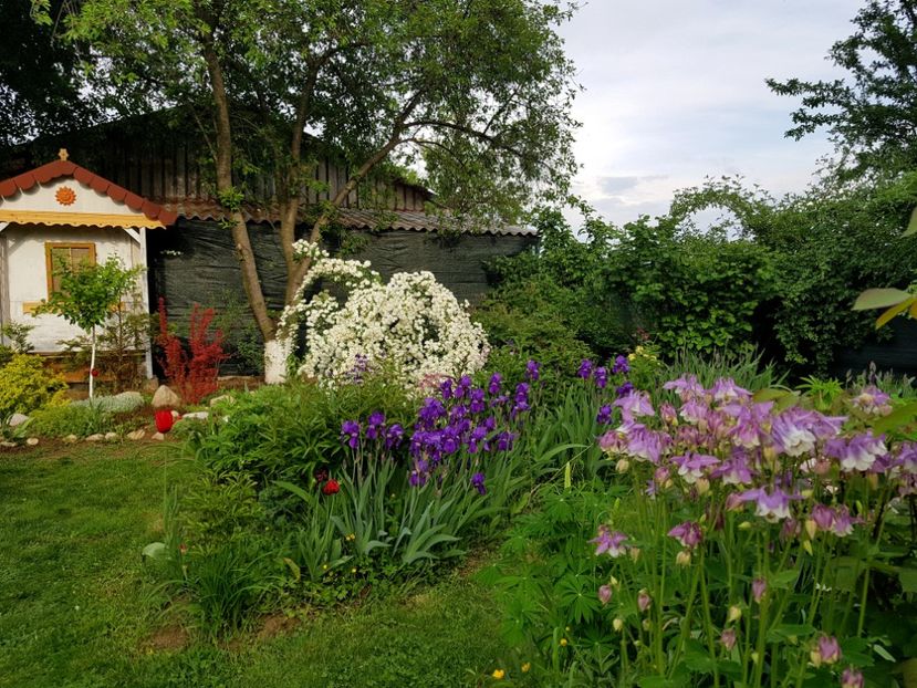 Irisii mei intermediari au colorat gradina in violet - 2019 Idilic garden