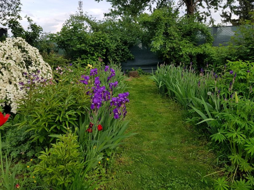 Aleea contemplarii ...am un plan pentru ea ! - 2019 Idilic garden
