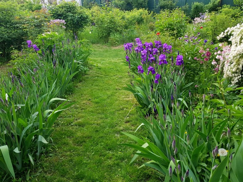  - 2019 Idilic garden