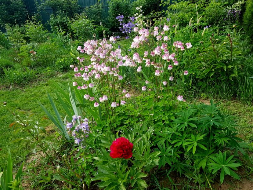 A inflorit si Rubra Plena - 2019 Idilic garden
