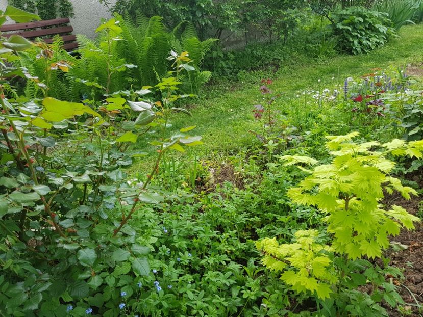 Acer Shirasawanum aureum - 2019 Idilic garden