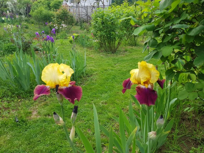 Blatant este foarte parfumat - 2019 Idilic garden
