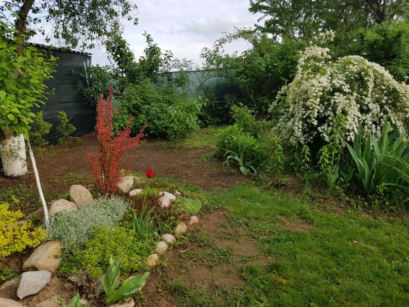 Am curatat balariile si am plantat iarba - 2019 Idilic garden
