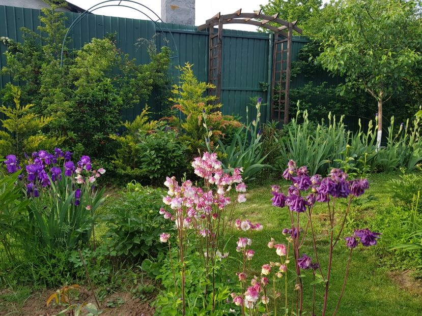 Caldaruselese completeaza perfect cu irisii violeti - 2019 Idilic garden