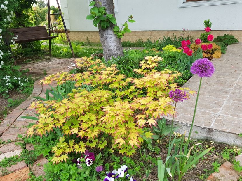  - 2019 Gradina Pridvor