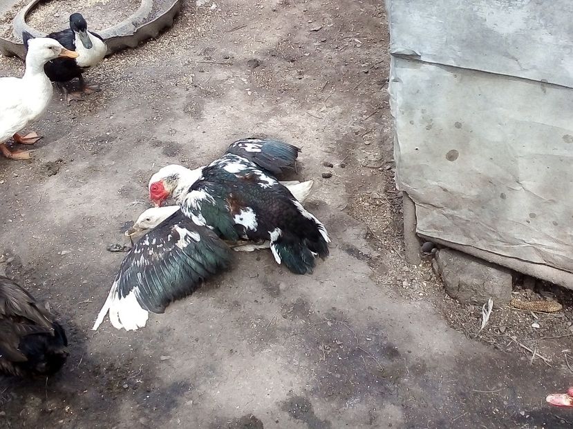  - Raţe