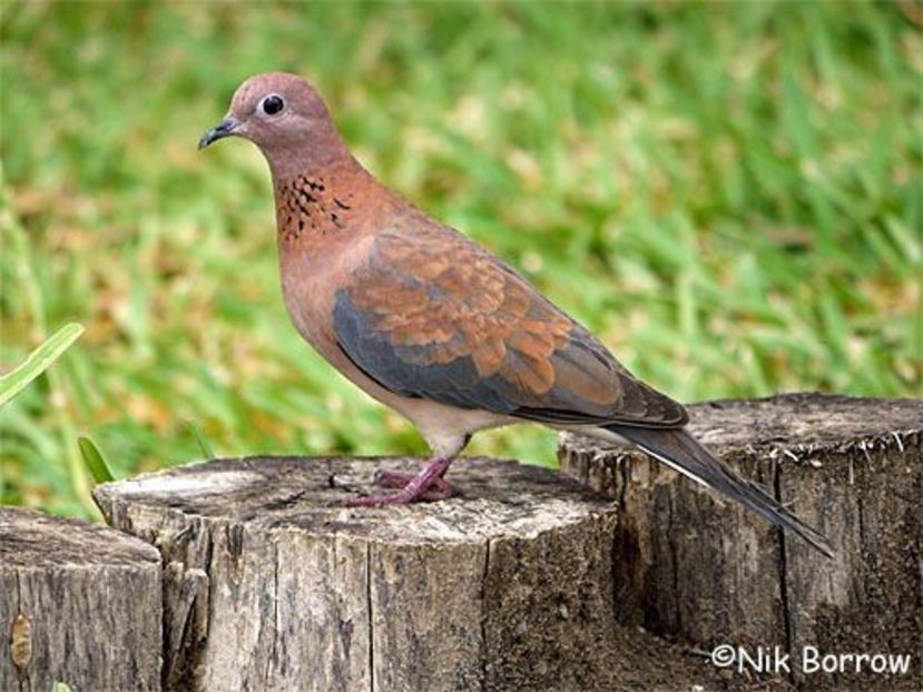Femela Senegal - TURTURELE SENEGAL