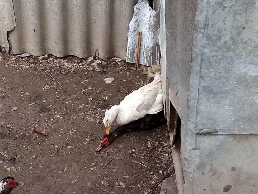 - Raţe