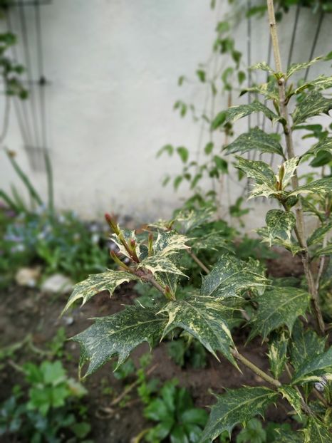 Osmanthus heterophyllus ‘Goshiki’ - MAI 2019- MAI 2020