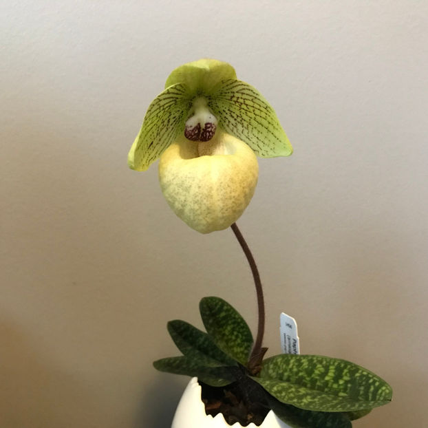  - Plante de interior 2019