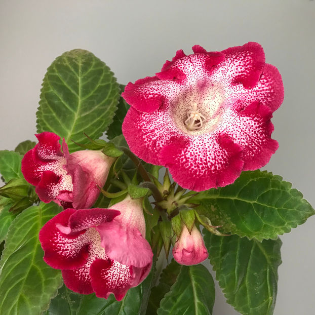  - Plante de interior 2019