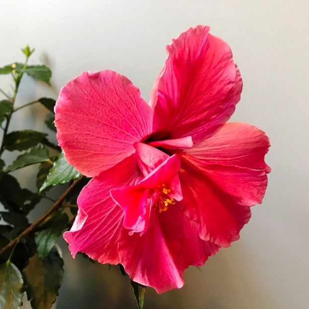  - Plante de interior 2019