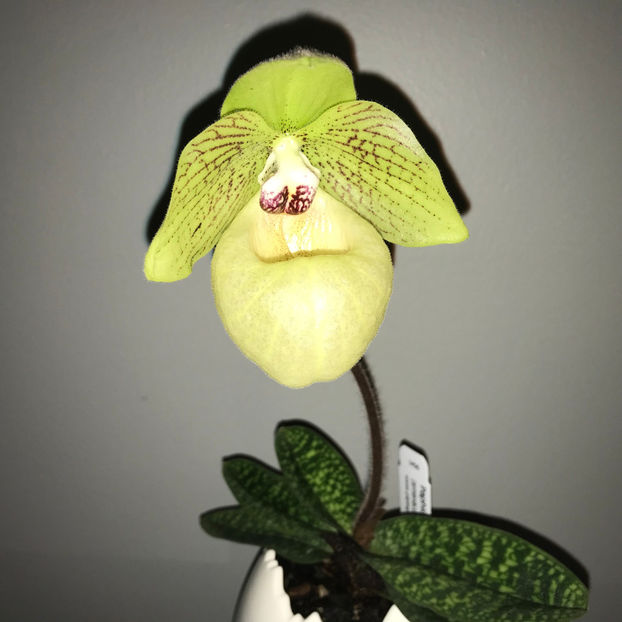  - Plante de interior 2019