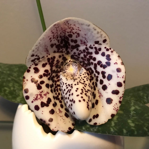  - Plante de interior 2019