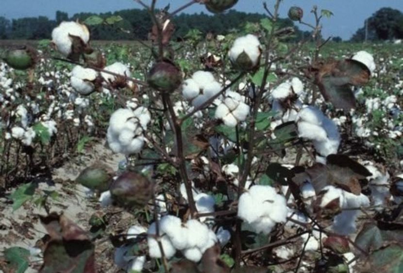 copiata - Z SEMINTE BUMBAC ALB