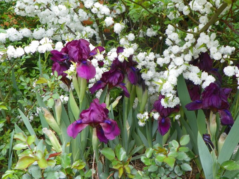 Cherry Garden - Irisi si bujori 2019