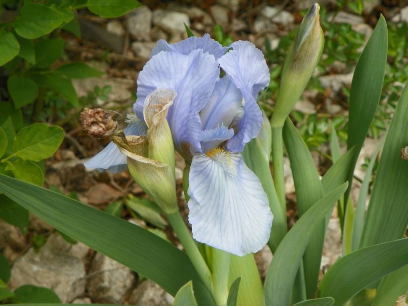 Azurea - Irisi si bujori 2019