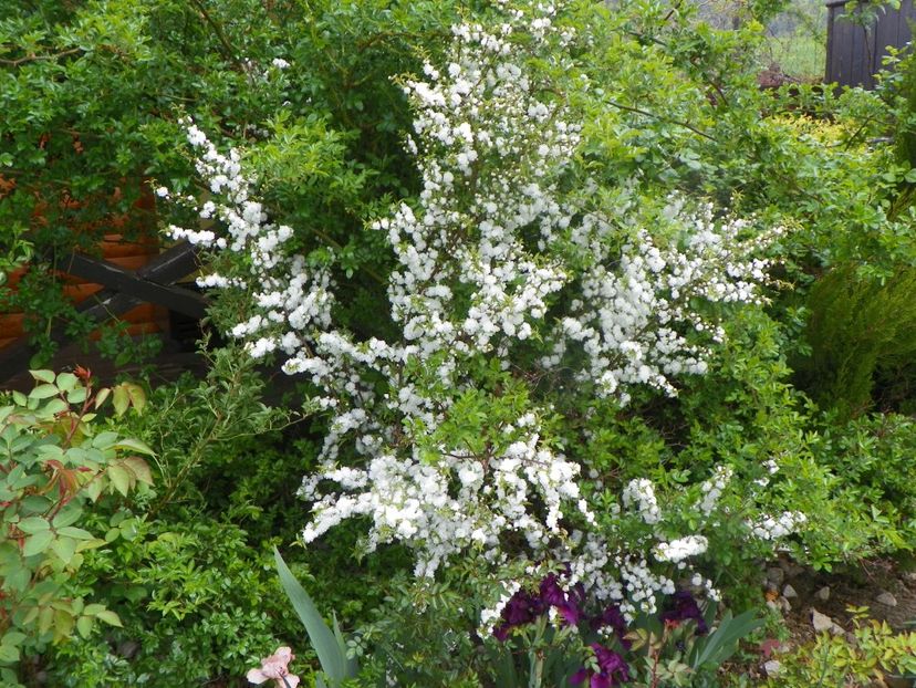 prunus glandulosa Alba Plena - z-Dobarland 2019