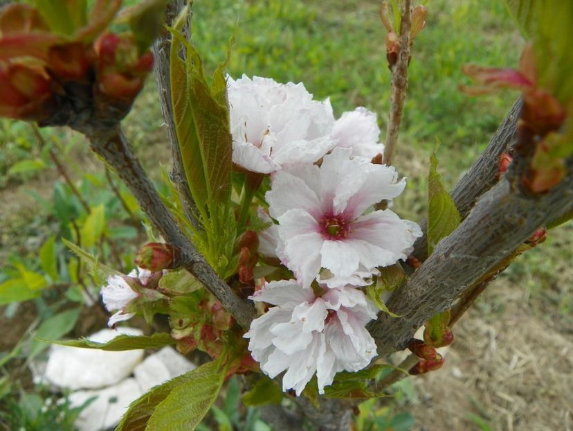 prunus Amanogawa - z-Dobarland 2019