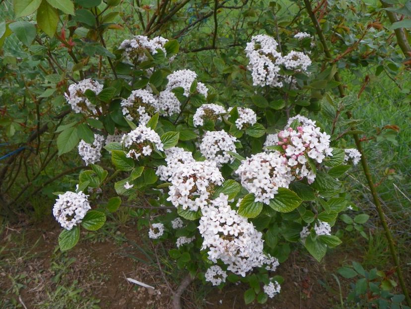 viburnum Anne Russell - z-Dobarland 2019