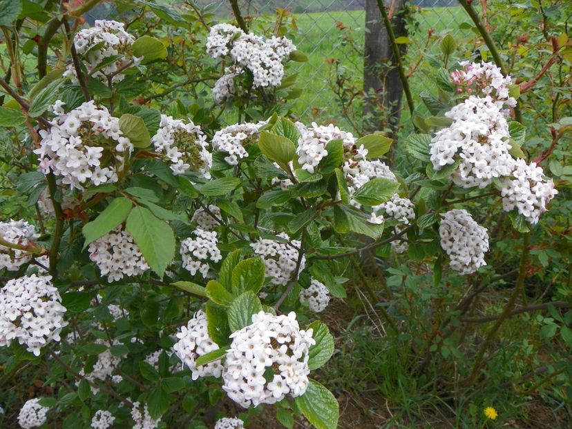 viburnum Anne Russell - z-Dobarland 2019