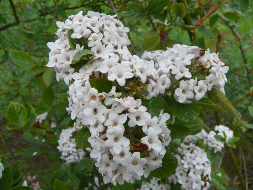 viburnum Anne Russell - z-Dobarland 2019