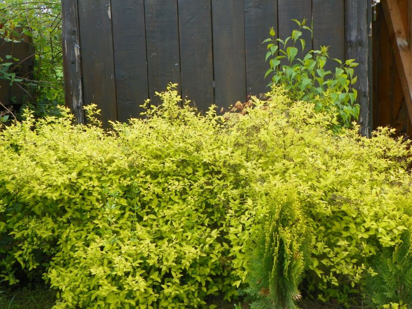 spiraea Gold mound - z-Dobarland 2019