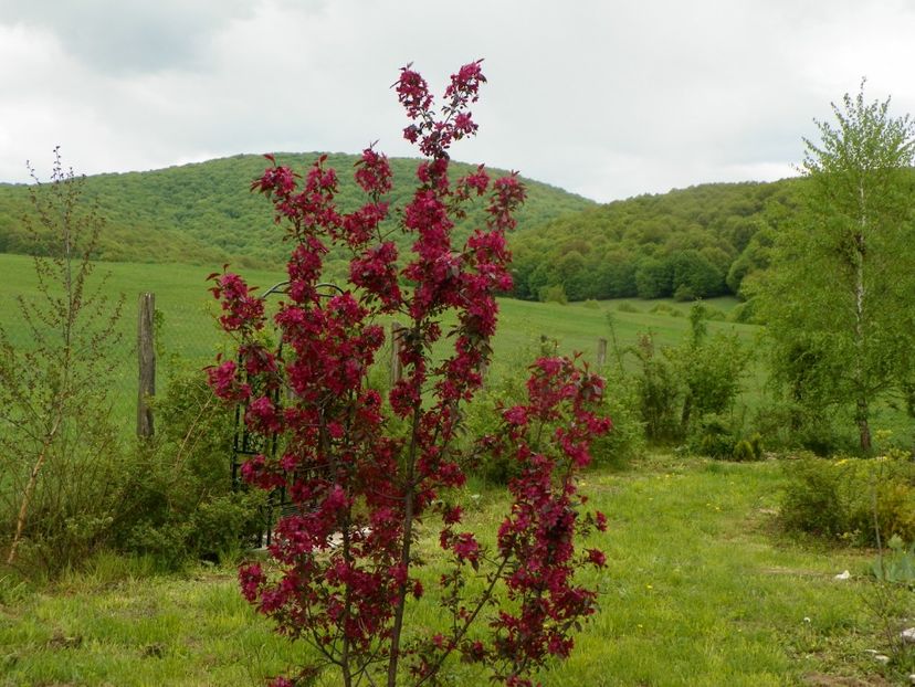 malus Royalty - z-Dobarland 2019