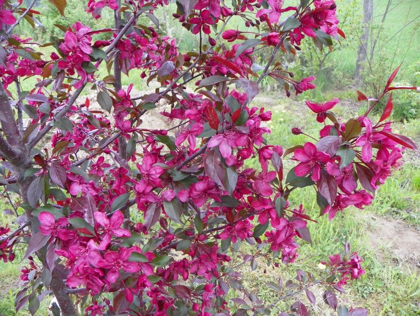 malus Royalty - z-Dobarland 2019