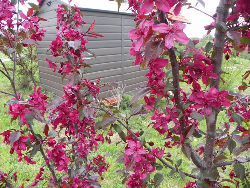 malus Royalty - z-Dobarland 2019