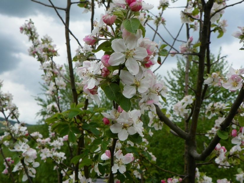 mar Florina - z-Dobarland 2019