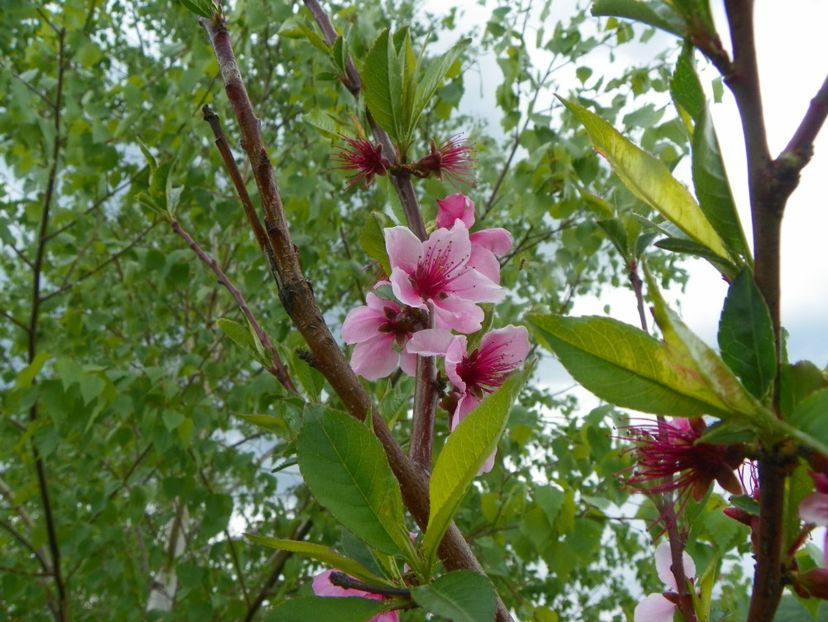 prunus persica - z-Dobarland 2019