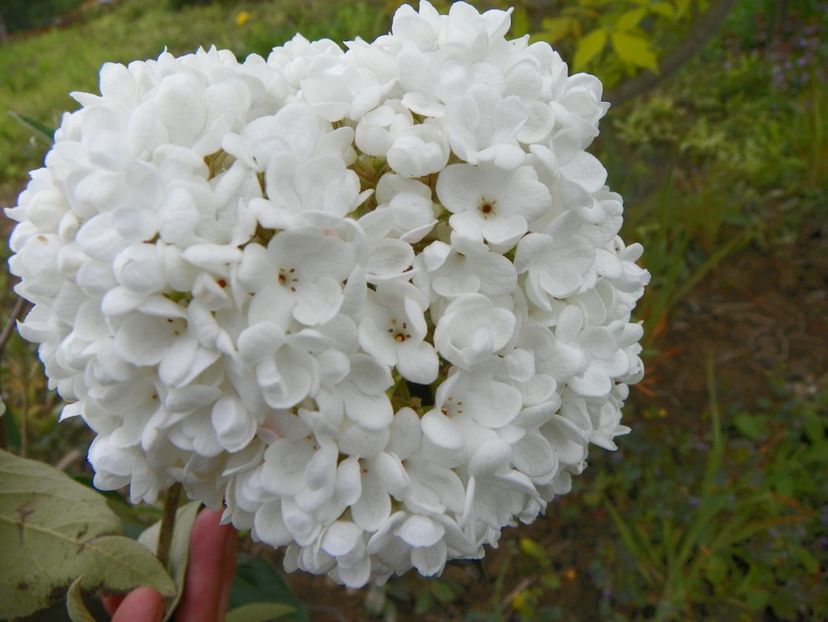 viburnum Eskimo - z-Dobarland 2019