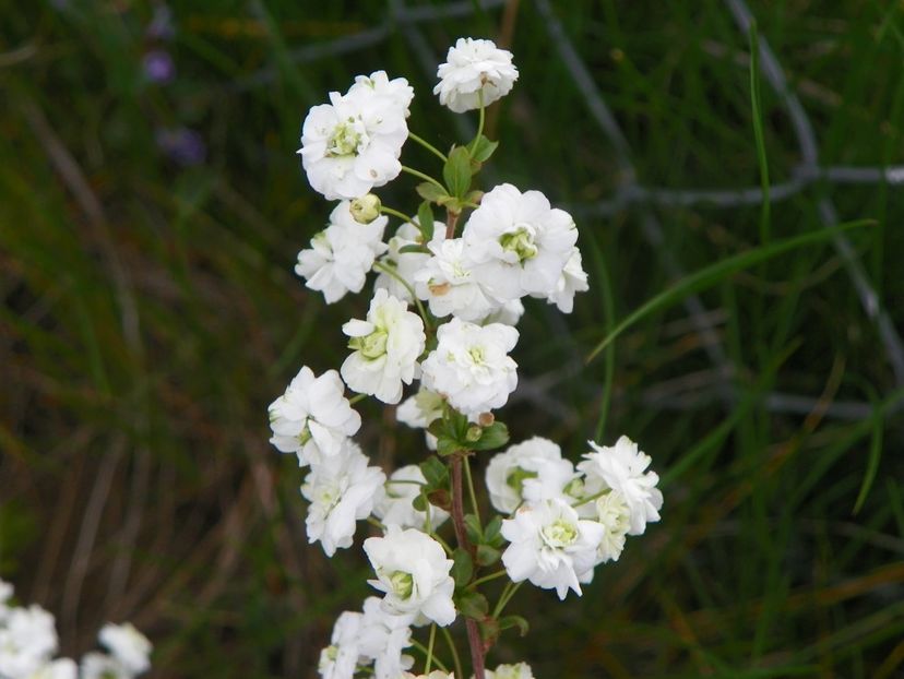 spiraea prunifolia Plena - z-Dobarland 2019