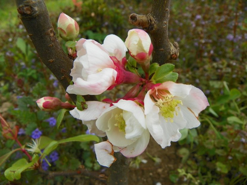 chaenomeles Toyo Nishiki - z-Dobarland 2019