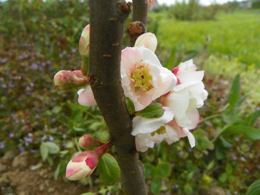 chaenomeles Toyo Nishiki - z-Dobarland 2019