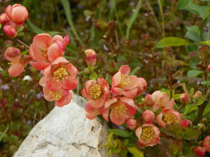 chaenomeles Cido - z-Dobarland 2019