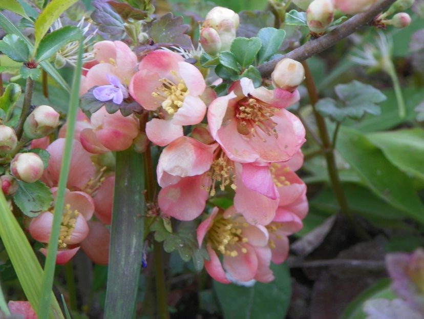 chaenomeles Cido - z-Dobarland 2019