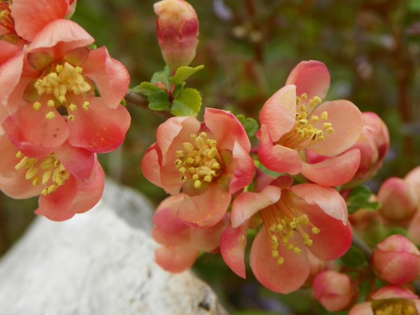 chaenomeles Cido - z-Dobarland 2019
