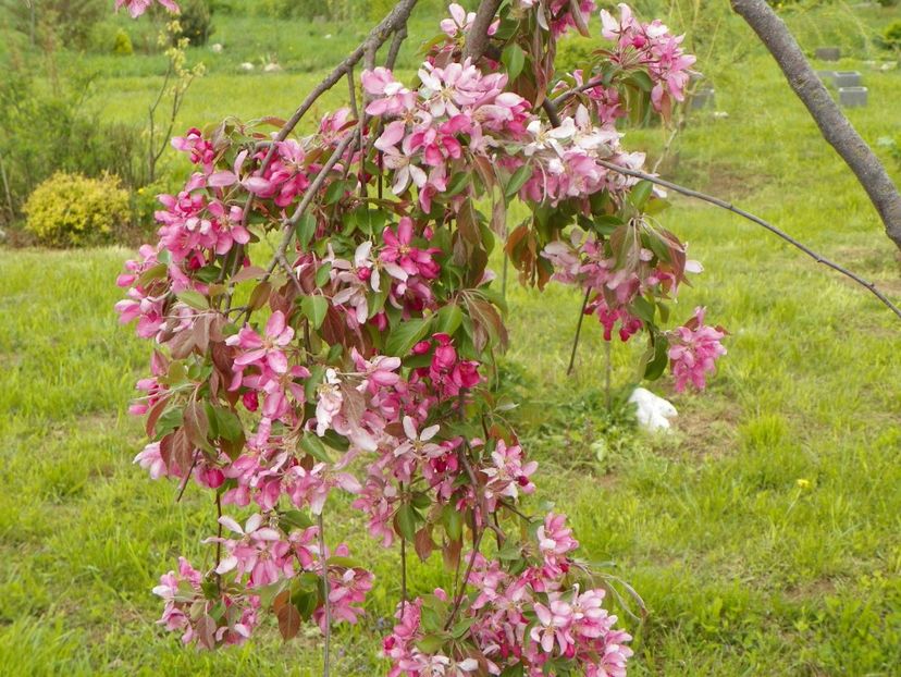 malus Cheal's Weeping - z-Dobarland 2019