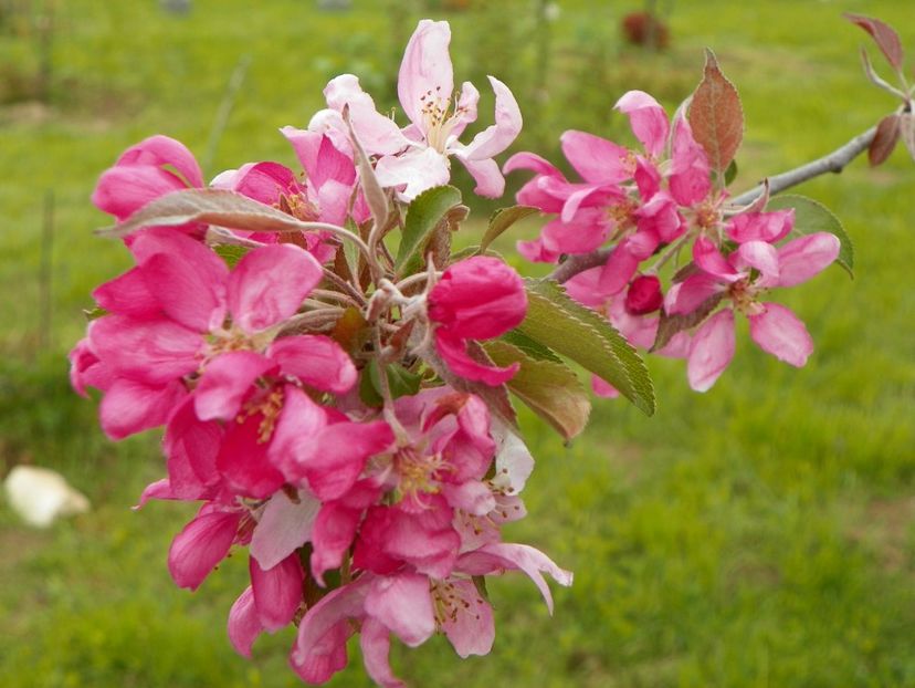 malus Cheals Weeping - z-Dobarland 2019