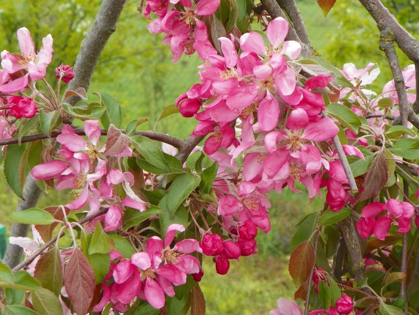 malus Cheals Weeping - z-Dobarland 2019