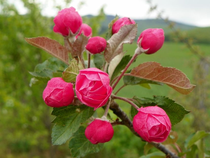 malus Brandywine - doar un buchetel de flori anul asta - z-Dobarland 2019