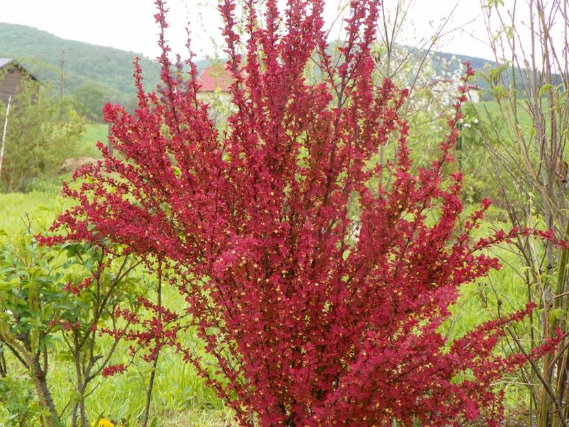 berberis Orange Rocket - z-Dobarland 2019