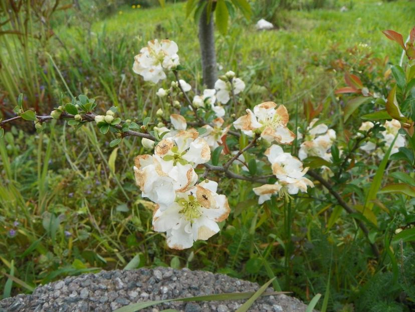 chaenomeles Nivalis - z-Dobarland 2019